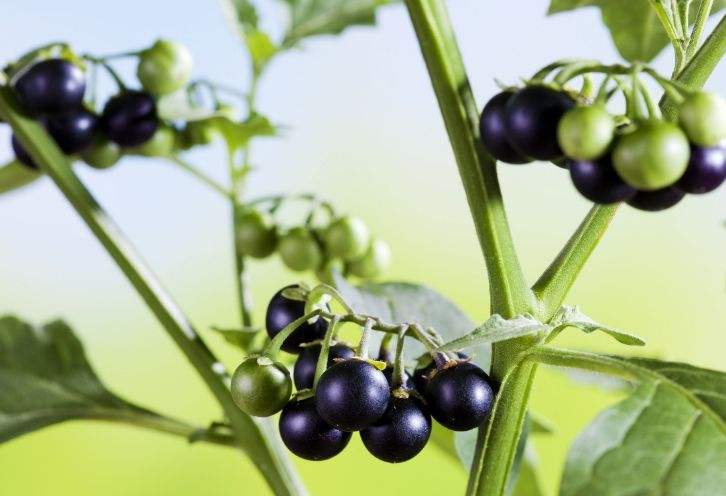 黑天天秧子熬水治啥的