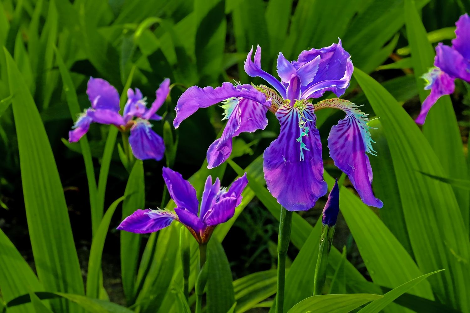 小花鸢尾