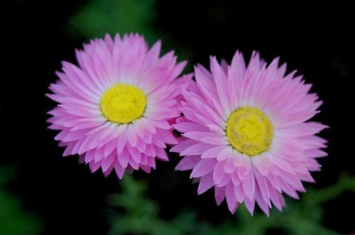 鳞托菊