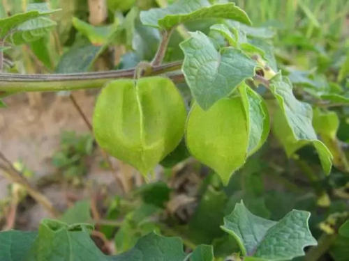 灯笼泡