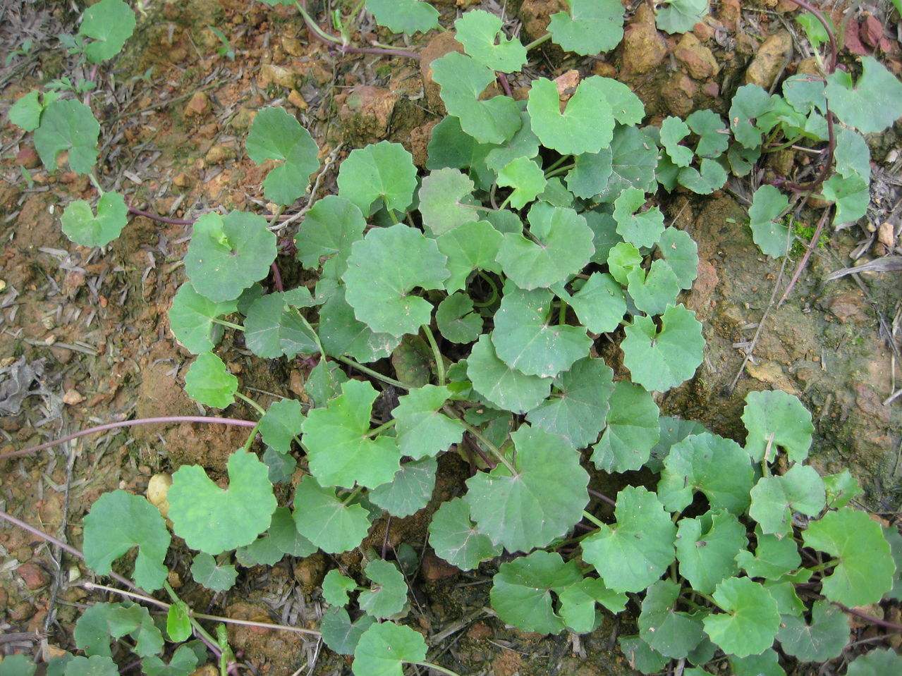 崩大碗形态特征