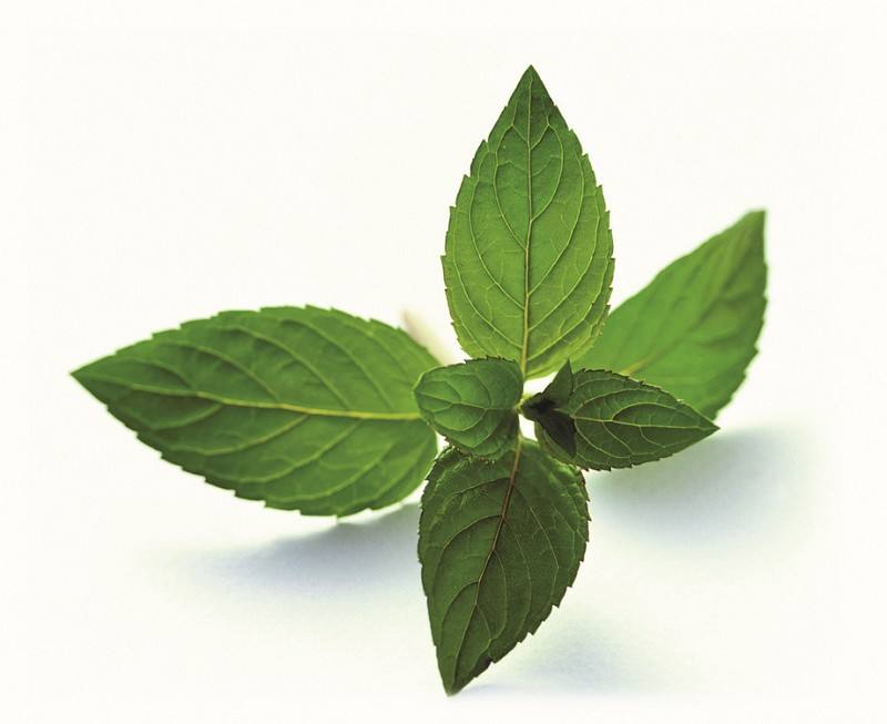 水薄荷