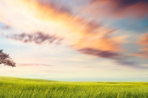 皇竹草和甜象草有哪些区别