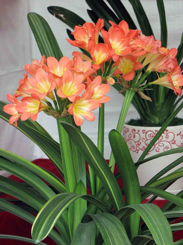 这“3种”植物,“病菌”不喜欢,房子再小也要养1盆,清新杀菌又防疫
第一种:琴叶榕
第二种:君子兰
第三种:橡皮树 这“3种”植物,“病菌”不喜欢,房子再小也要养1盆,清新杀菌又防疫
第一种:琴叶榕
第二种:君子兰
第三种:橡皮树