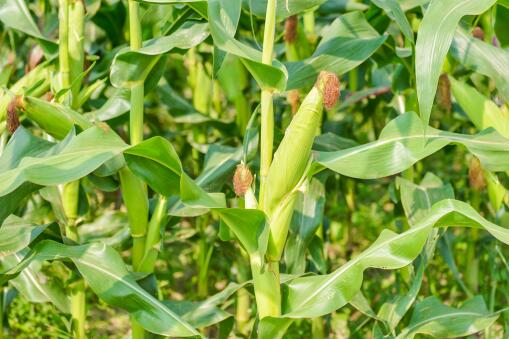 玉米大豆适合什么季节种植,有哪些栽培条件