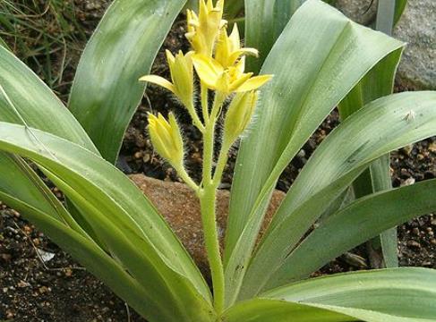 仙茅适合什么季节种植,有哪些种植条件