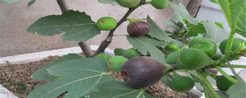 在家适合种什么水果,有哪些水果适合在家种植