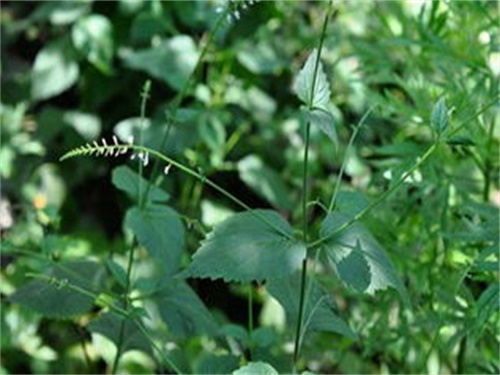 透骨草外号叫什么,有哪些种植方法