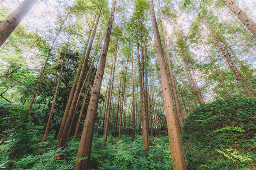 什么季节适合栽培黄山栾树,黄山栾树种植和播种的方法有哪些