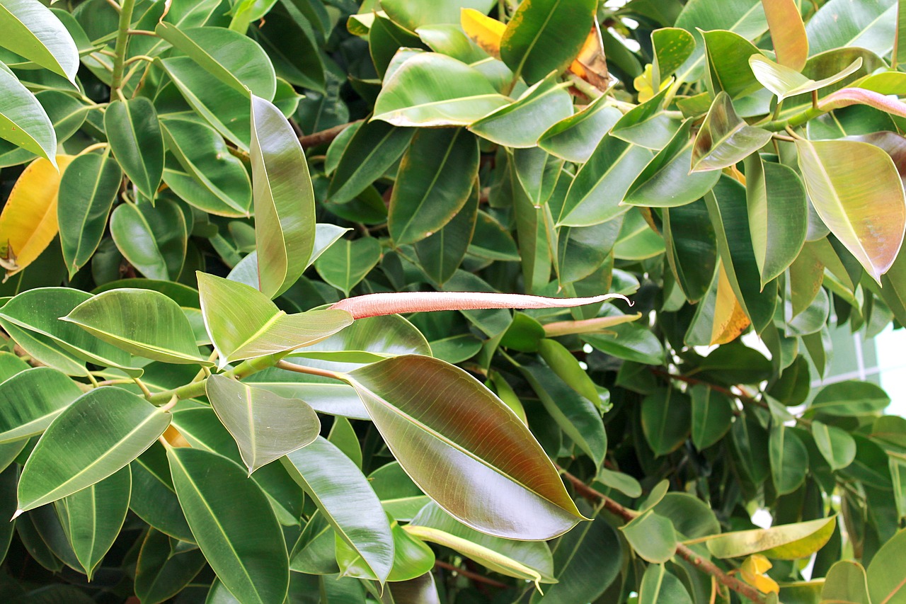 这“3种”植物,“病菌”不喜欢,房子再小也要养1盆,清新杀菌又防疫
第一种:琴叶榕
第二种:君子兰
第三种:橡皮树 这“3种”植物,“病菌”不喜欢,房子再小也要养1盆,清新杀菌又防疫
第一种:琴叶榕
第二种:君子兰
第三种:橡皮树