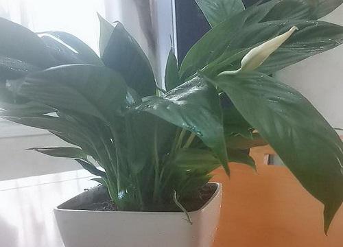 卧室放什么植物招财