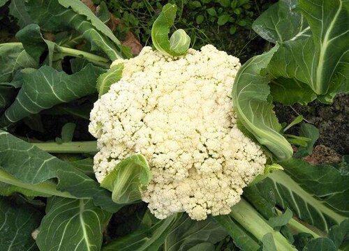 花菜是热性还是凉性