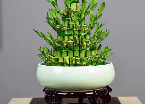 吧台放什么植物招财好运又好养