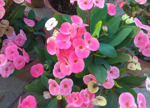 麒麟花风水寓意与作用