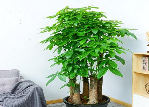 十种旺财又旺宅的树 家里庭院栽什么树风水好又镇宅