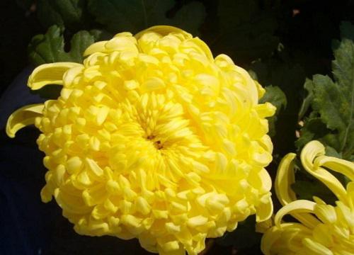 十大名贵菊花品种大全 世界上珍贵的菊花名种排名