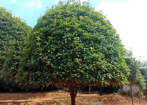 房子周围种什么树风水好 适合住宅周边栽的树