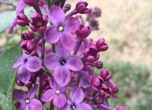 丁香花什么颜色与样子 6大种类丁香花大全