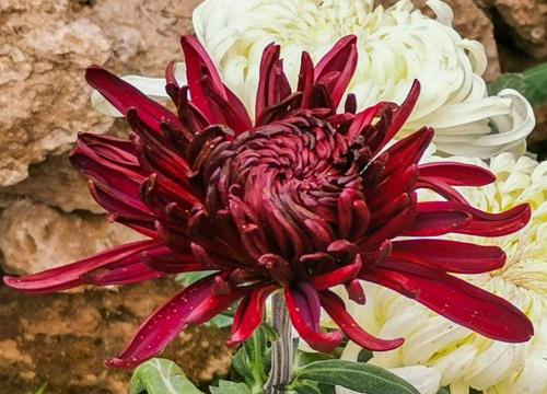 十大名贵菊花品种大全 世界上珍贵的菊花名种排名