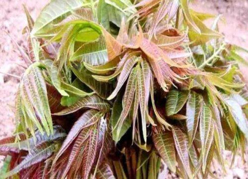 香椿树在风水上的说法及寓意揭秘