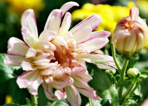 十大名贵菊花品种大全 世界上珍贵的菊花名种排名