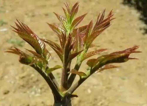 香椿树在风水上的说法及寓意揭秘 种在家里什么位置吉利