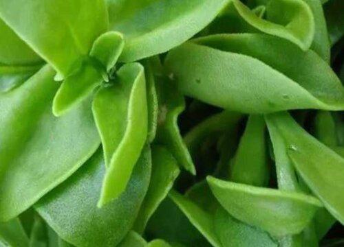 家里养穿心莲风水好不好