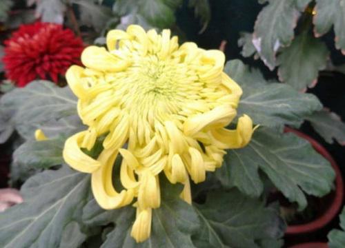十大名贵菊花品种大全 世界上珍贵的菊花名种排名