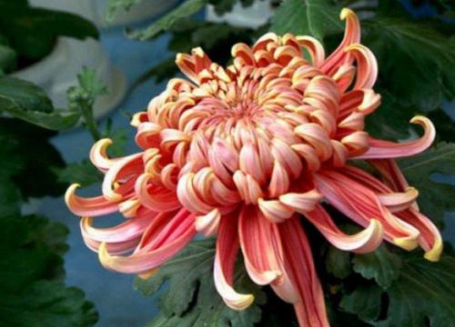 十大名贵菊花品种大全 世界上珍贵的菊花名种排名