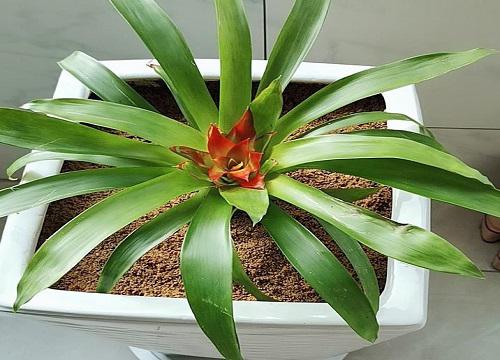 卧室放什么植物招财