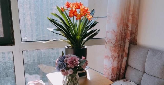 室内种什么花最好