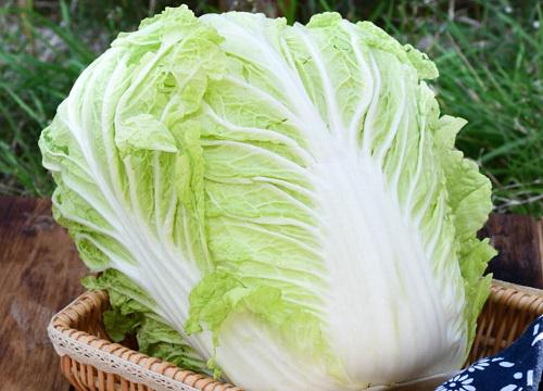 白菜是热性还是凉性蔬菜 白菜性凉还是性温