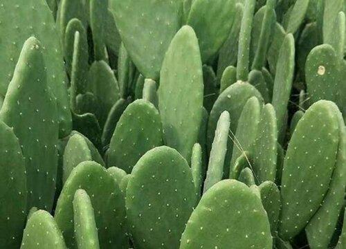家里可以养仙人掌吗 仙人掌可以放在室内养吗