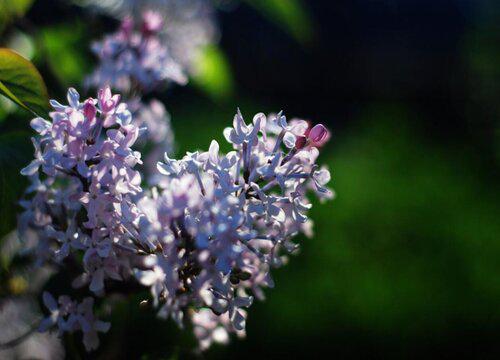 6大种类丁香花大全