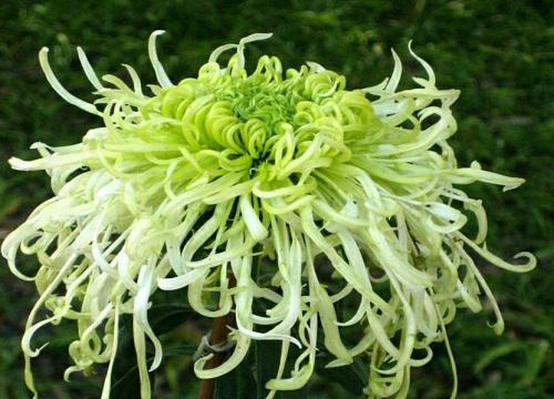 十大名贵菊花品种大全 世界上珍贵的菊花名种排名
