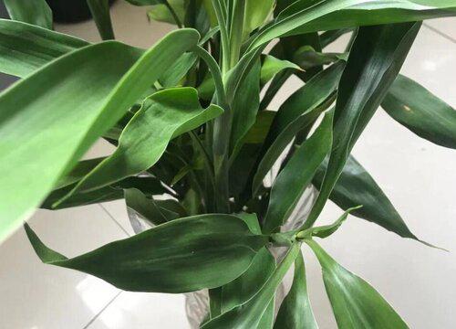 详细阅读:富贵竹适合在家里养吗 富贵竹适合在家里养吗