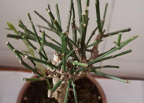 家里养白蜡盆景风水好吗