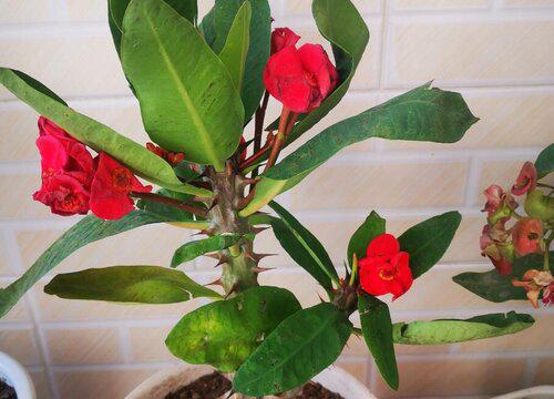 麒麟花风水寓意与作用