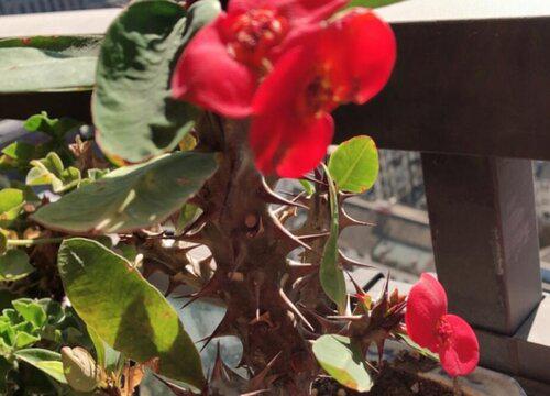 麒麟花风水寓意