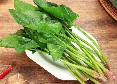 菠菜的根茎能吃吗
