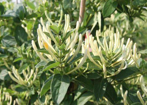 2022年金银花预测 未来几年金银花价格与行情趋势