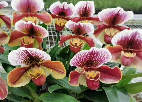 十大名贵兰花品种图片及名称 最值钱兰花价格及排名