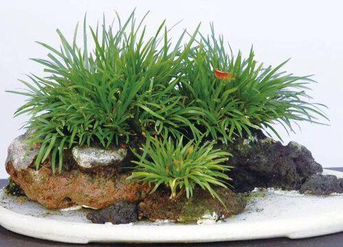 适合书桌养的植物花卉 学生书桌上摆什么盆栽绿植好