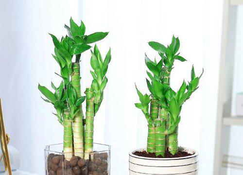 卫生间养什么花最好 最适合卫生间养的4种花和植物