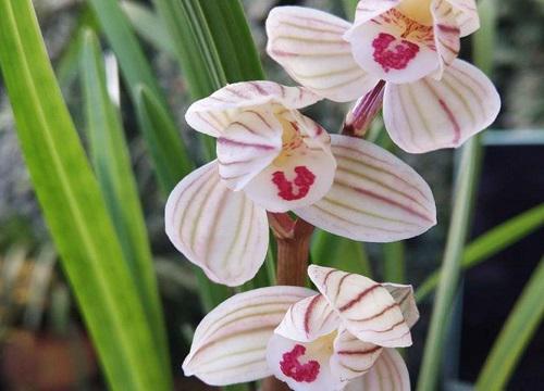 十大名贵兰花品种图片及名称 最值钱兰花价格及排名