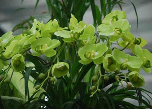 十大名贵兰花品种图片及名称 最值钱兰花价格及排名