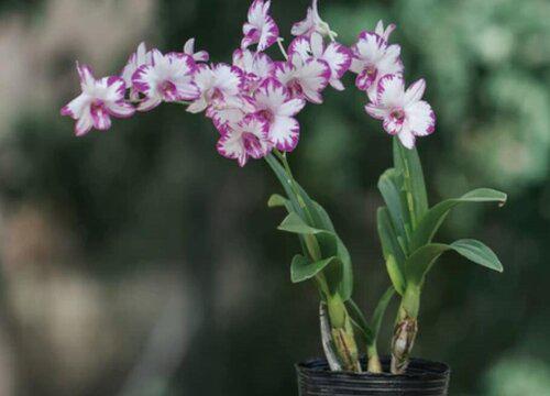 十大名贵兰花品种图片及名称 最值钱兰花价格及排名