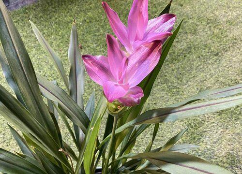 姜荷花适合家里养吗 家里养姜荷花有忌讳吗