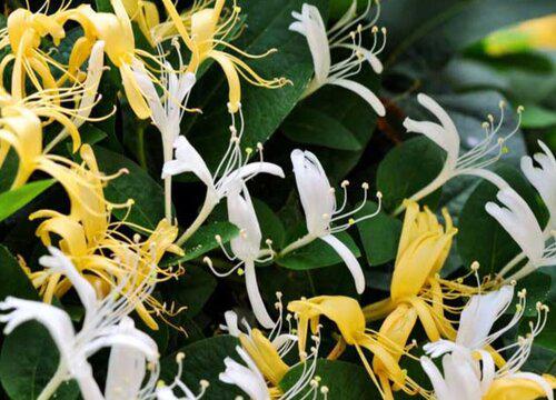 2022年金银花预测 未来几年金银花价格与行情趋势