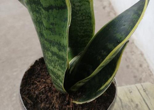 卫生间养什么花最好 最适合卫生间养的4种花和植物